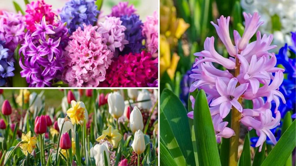 10 Spring Bulb Planting Tips from Old House Gardens Experts