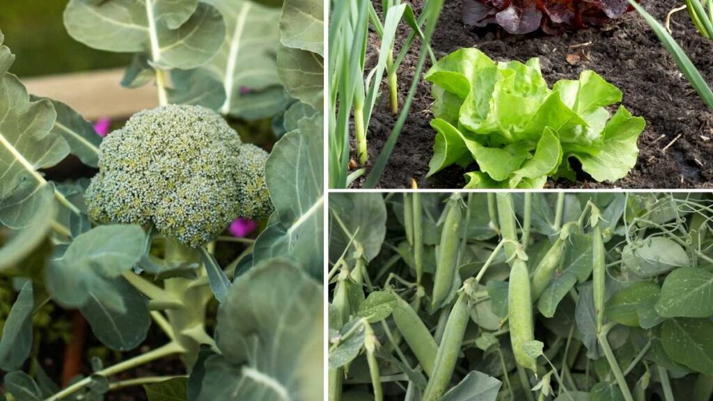 15 Best Shade-Tolerant Vegetables to Grow in American Gardens