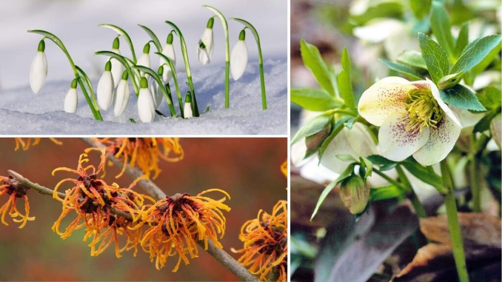 18 Hardy Winter Plants to Brighten Your Outdoor Space Year-Round