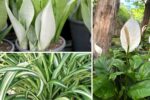 6 Air-Purifying Indoor Plants to Boost Positive Energy at Home