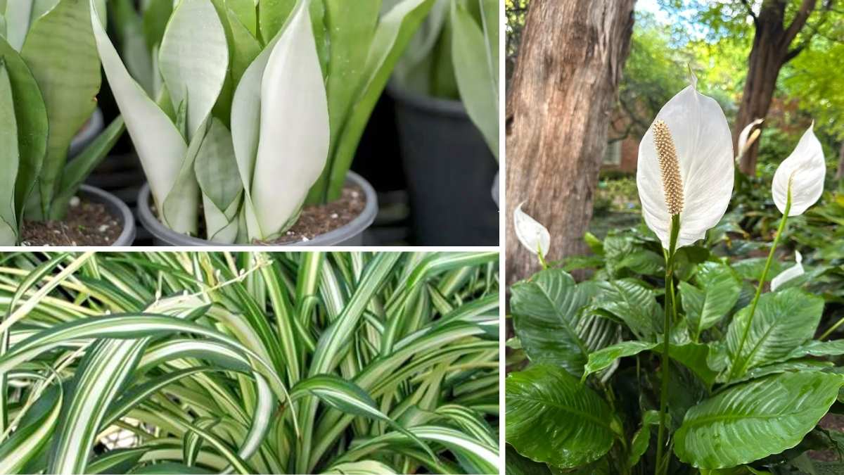 6 Air-Purifying Indoor Plants to Boost Positive Energy at Home