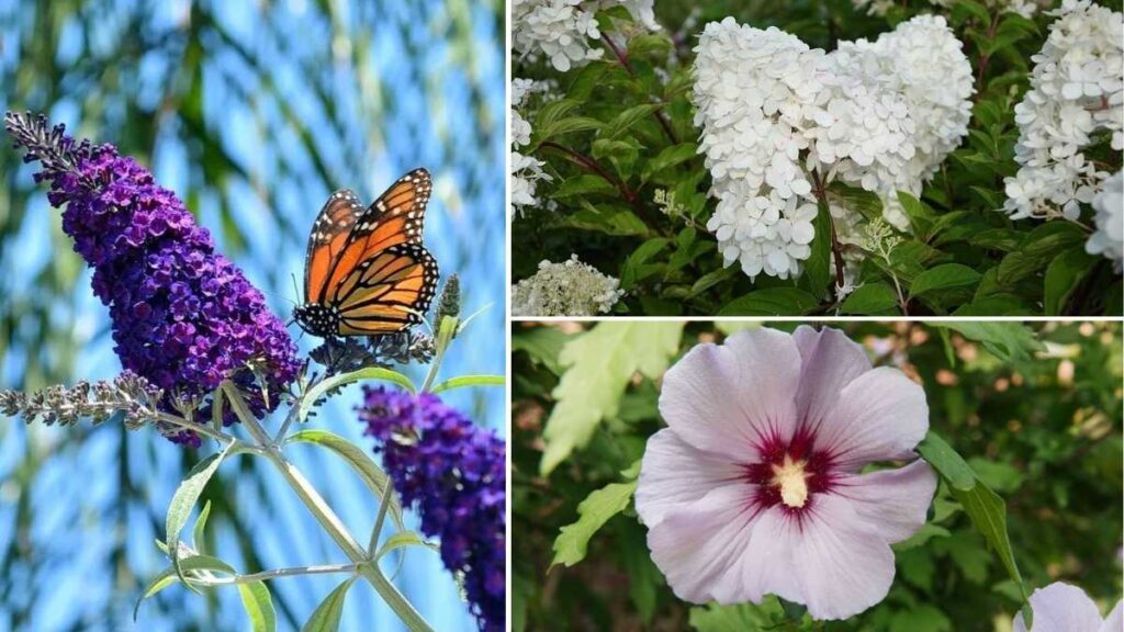 6 Must-Prune Shrubs This Fall to Boost Next Season’s Growth