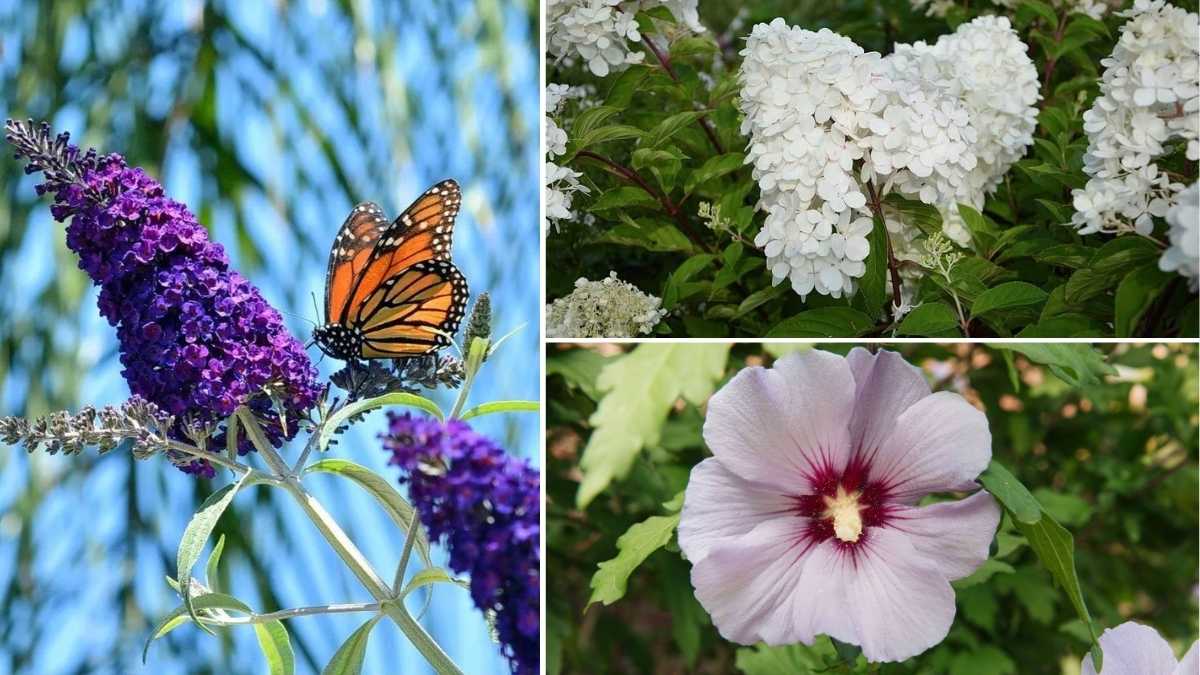 6 Must-Prune Shrubs This Fall to Boost Next Season’s Growth