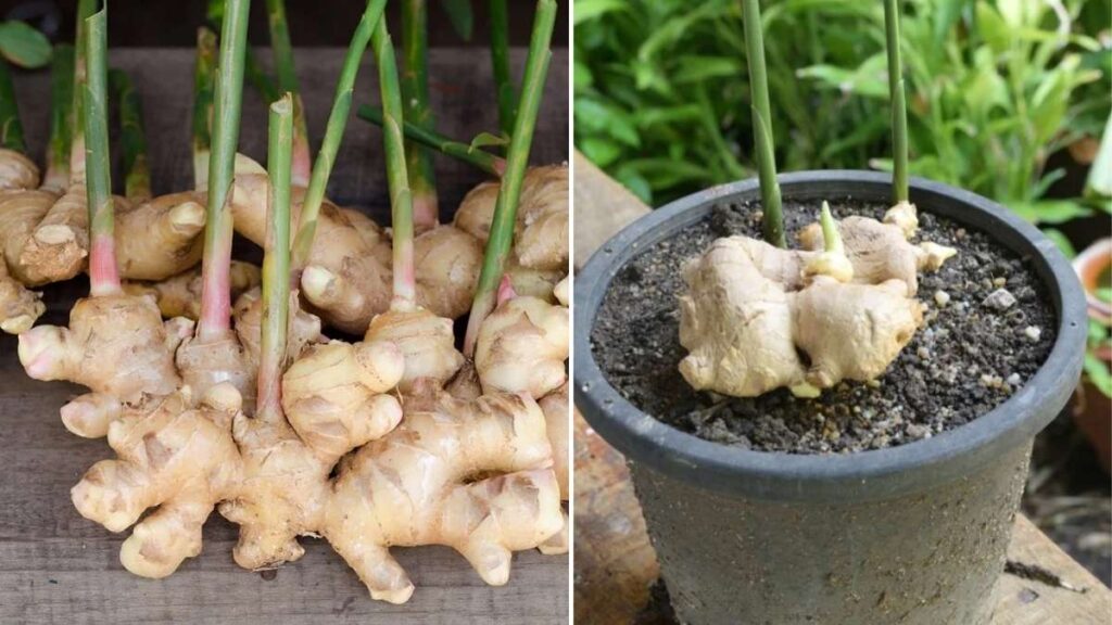 7 Expert Tips to Grow Nutrient-Rich Ginger at Home for a Thriving Harvest