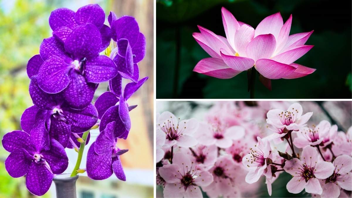 7 Most Stunning Flowers on Earth and Where to Find Them