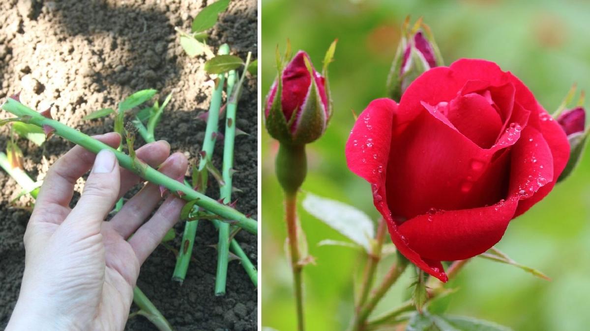 7 Simple Steps to Propagate Rose Plants at Home