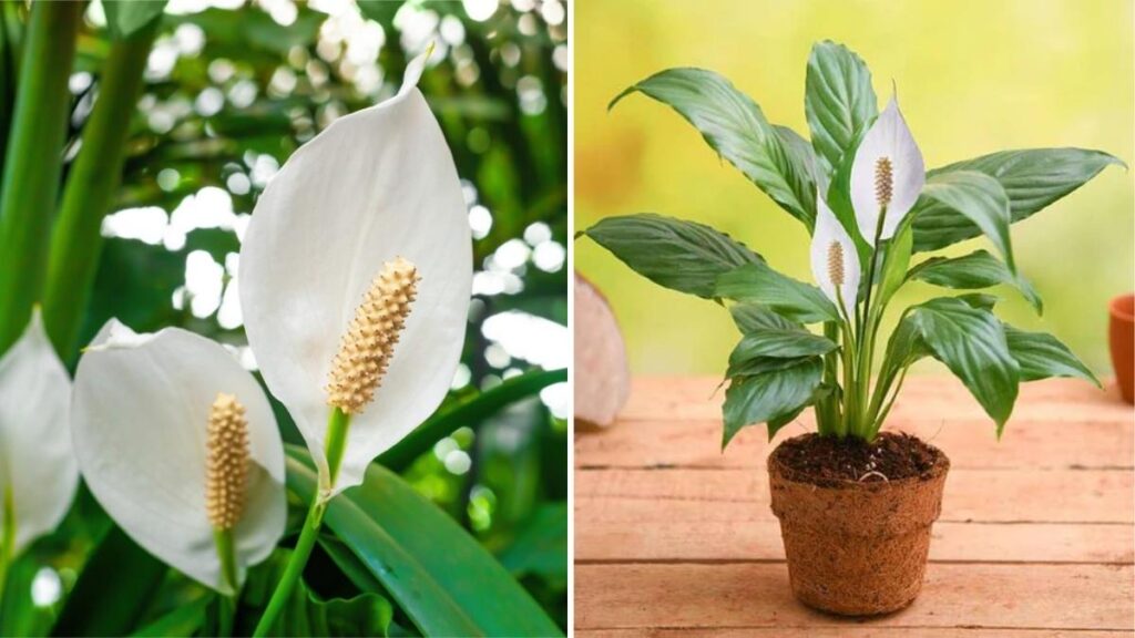 8 Amazing Benefits of Keeping a Peace Lily at Home