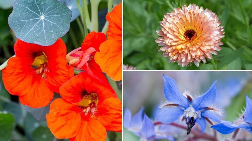 8 Easy-to-Grow Edible Flowers For Your Balcony Garden