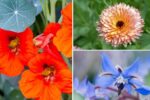 8 Easy-to-Grow Edible Flowers For Your Balcony Garden