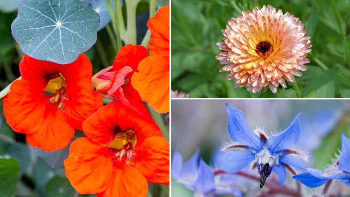 8 Easy-to-Grow Edible Flowers For Your Balcony Garden