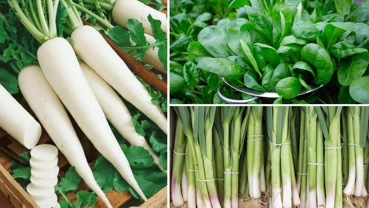 8 Fast-Growing Vegetables for Small-Space Balcony Gardens in November