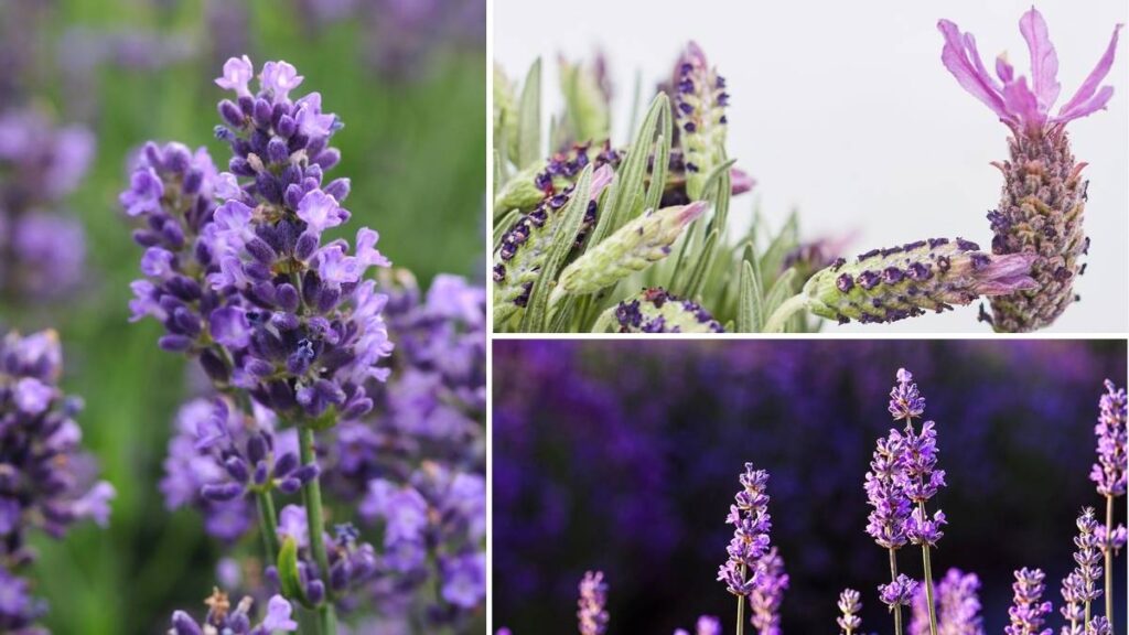 8 Stunning Lavender Plants to Transform Your Garden with Color and Scent