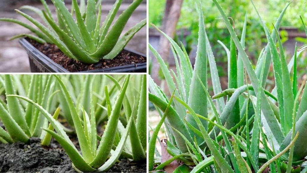 How to Create a Thriving Aloe Vera Balcony Garden in 6 Easy Steps