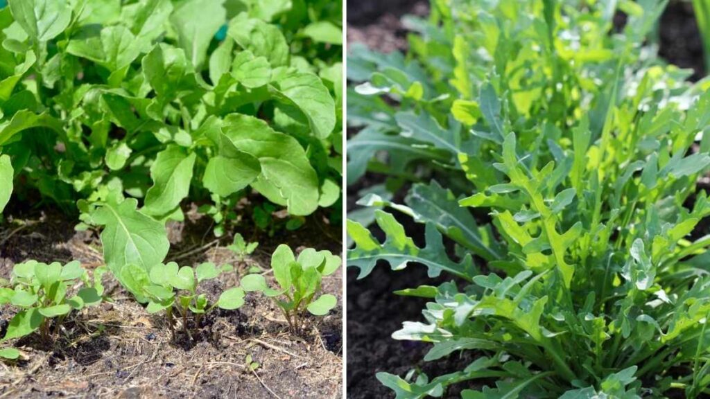 How to Grow Arugula: Easy Planting & Care Guide for Fresh Greens