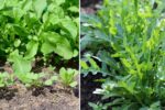 How to Grow Arugula: Easy Planting & Care Guide for Fresh Greens