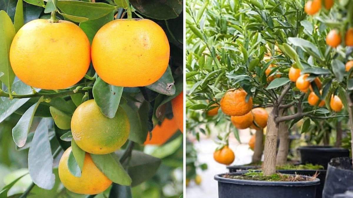 How to Grow Bonsai Citrus Trees on Your Balcony: A Step-by-Step Guide