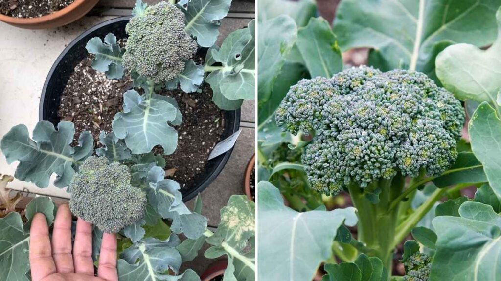 How to Grow Broccoli in Limited Space Using Containers