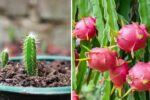 How to Grow Dragon Fruit in Pots on Your Terrace or Balcony