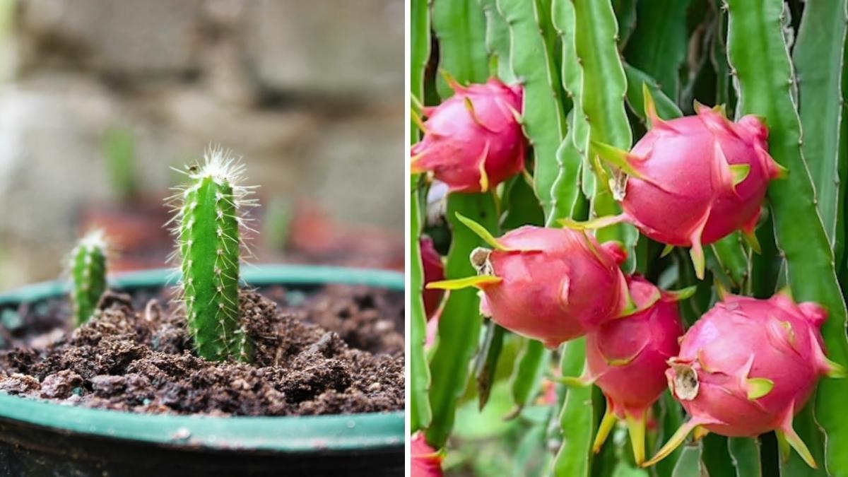 How to Grow Dragon Fruit in Pots on Your Terrace or Balcony