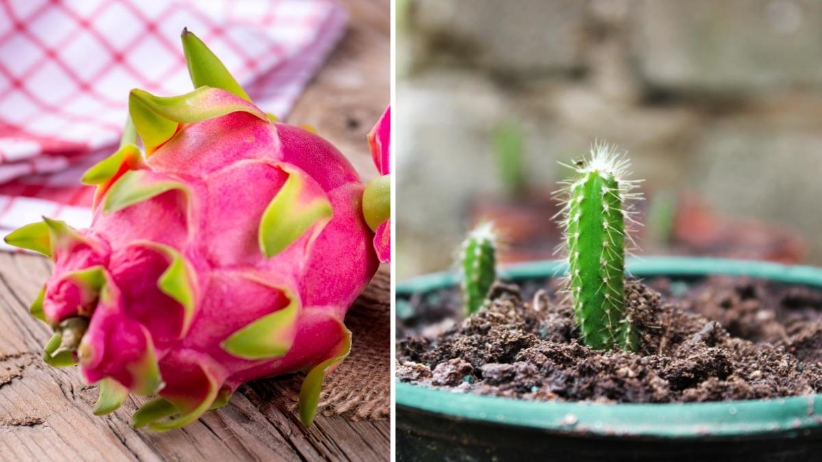How to Grow Dragon Fruit in Your Balcony Garden: Easy Steps for Urban Gardeners