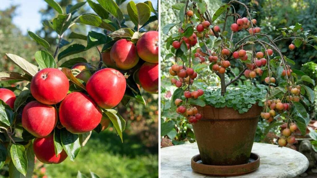 How to Grow Dwarf Apple Trees in Small Yards for Maximum Harvest
