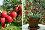 How to Grow Dwarf Apple Trees in Small Yards for Maximum Harvest
