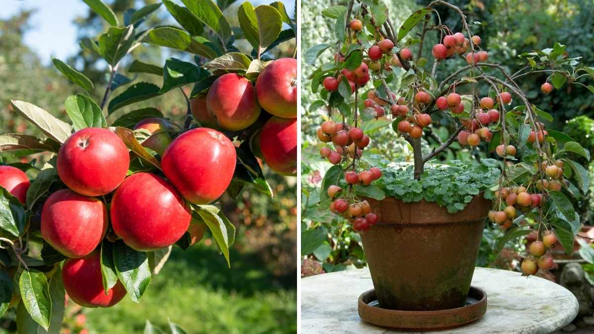How to Grow Dwarf Apple Trees in Small Yards for Maximum Harvest