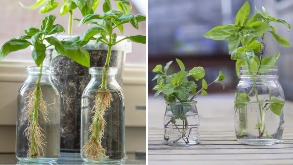 How to Grow Fresh Herbs in Water Without Soil
