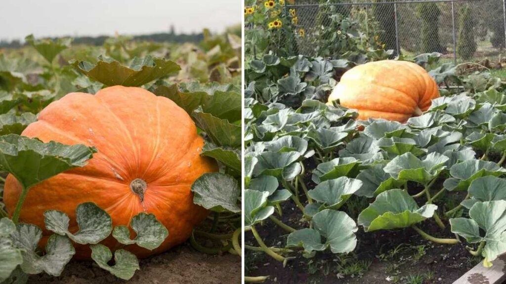 How to Grow Huge Pumpkins in Time for Halloween