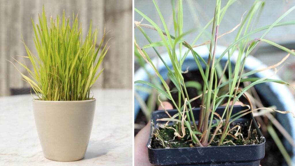 How to Grow Lemongrass Indoors: Easy Tips to Keep It Thriving