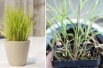 How to Grow Lemongrass Indoors: Easy Tips to Keep It Thriving