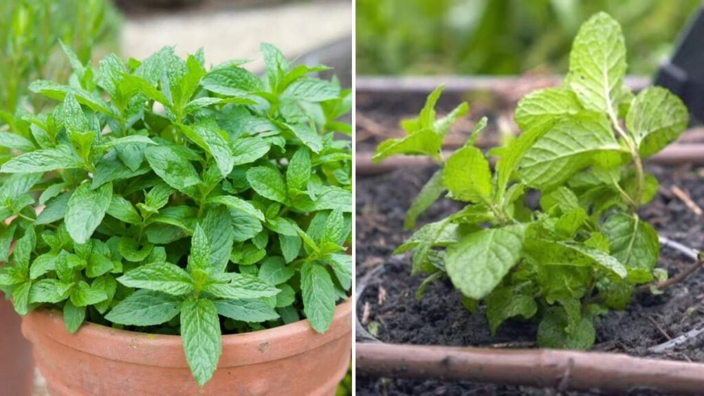 How to Grow Mint in Pots for a Thriving Kitchen Garden