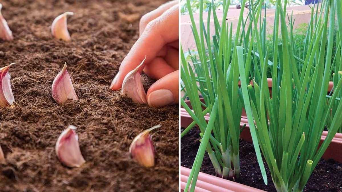 How to Grow Onion and Garlic Indoors on Your Kitchen Windowsill