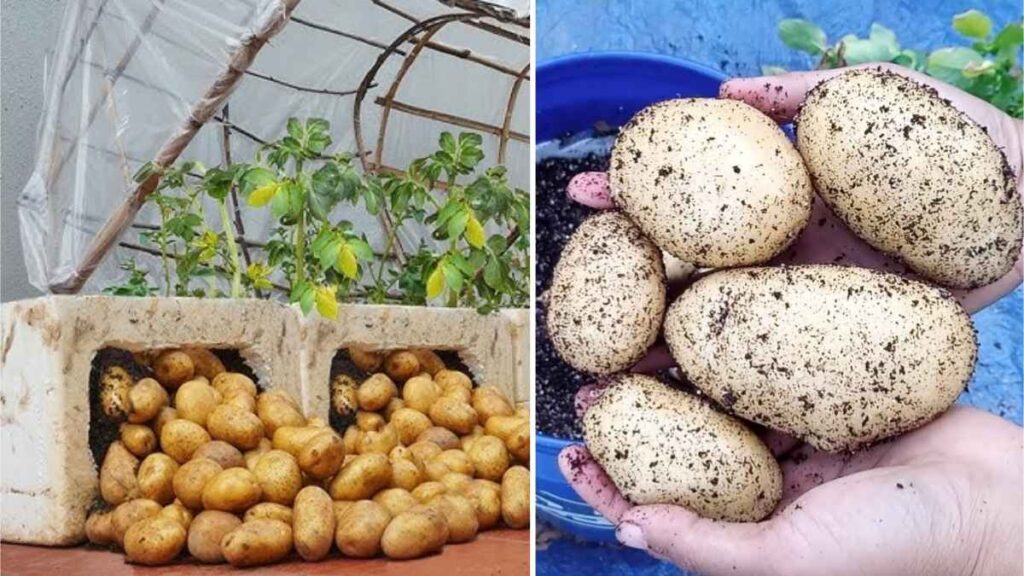 How to Grow Potatoes in a Greenhouse for Fresh Harvests