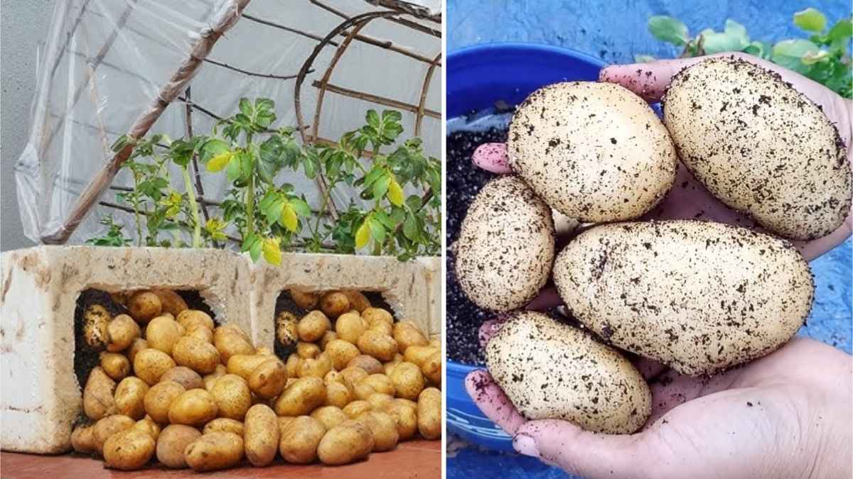 How to Grow Potatoes in a Greenhouse for Fresh Harvests