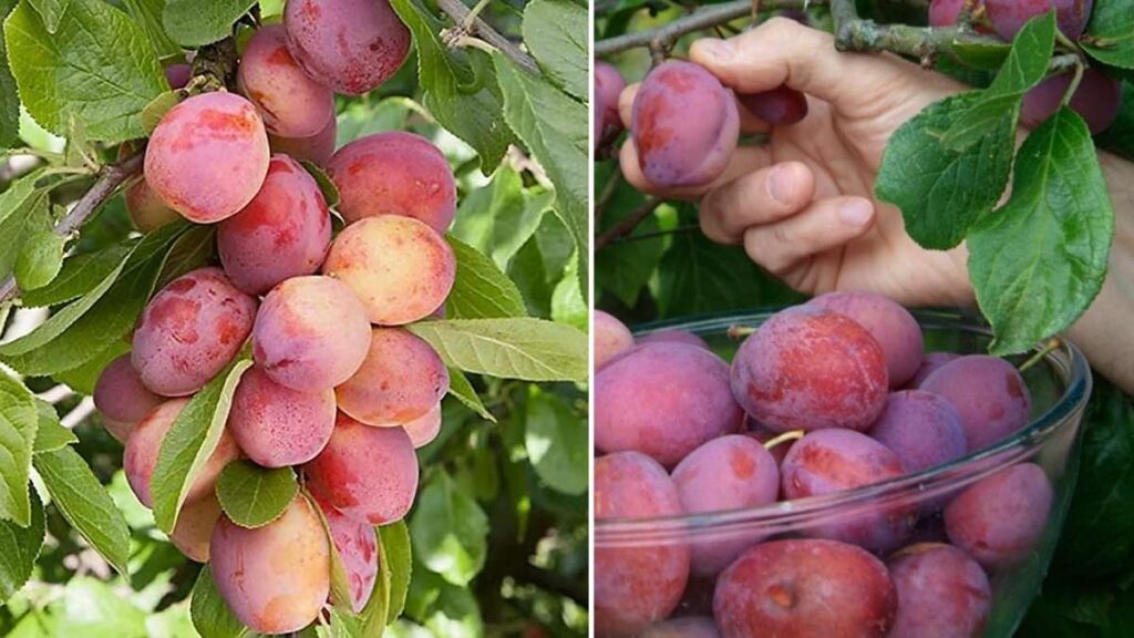 How to Grow Sweet Plums in Pots on Your Balcony