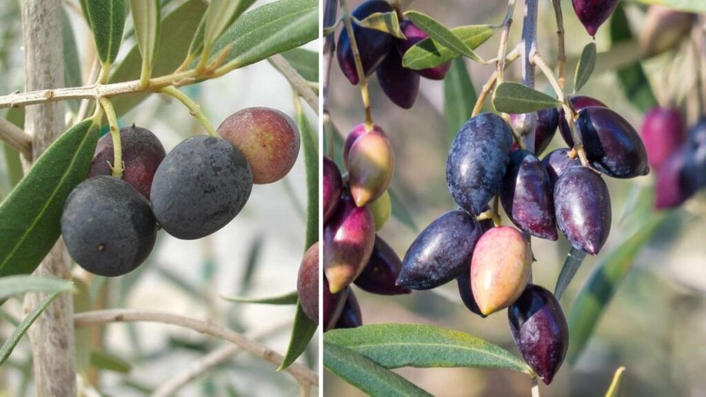 How to Grow an Olive Tree at Home Indoors or Outdoors