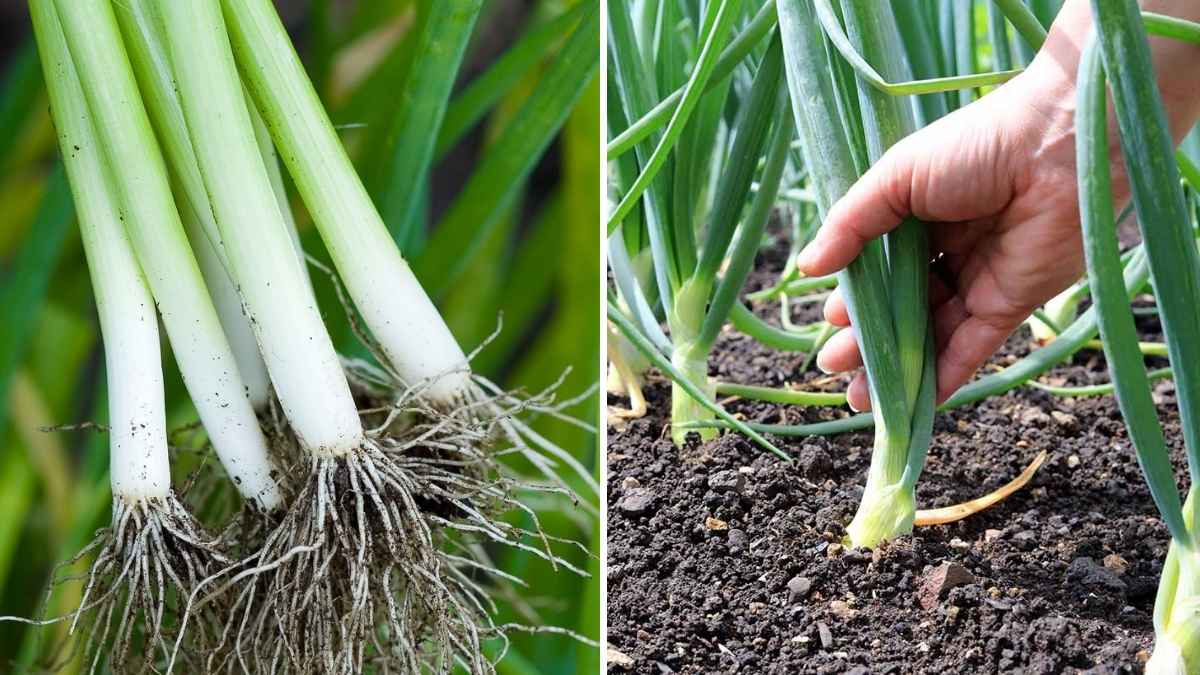 How to Grow and Cook Spring Onions Year-Round in America