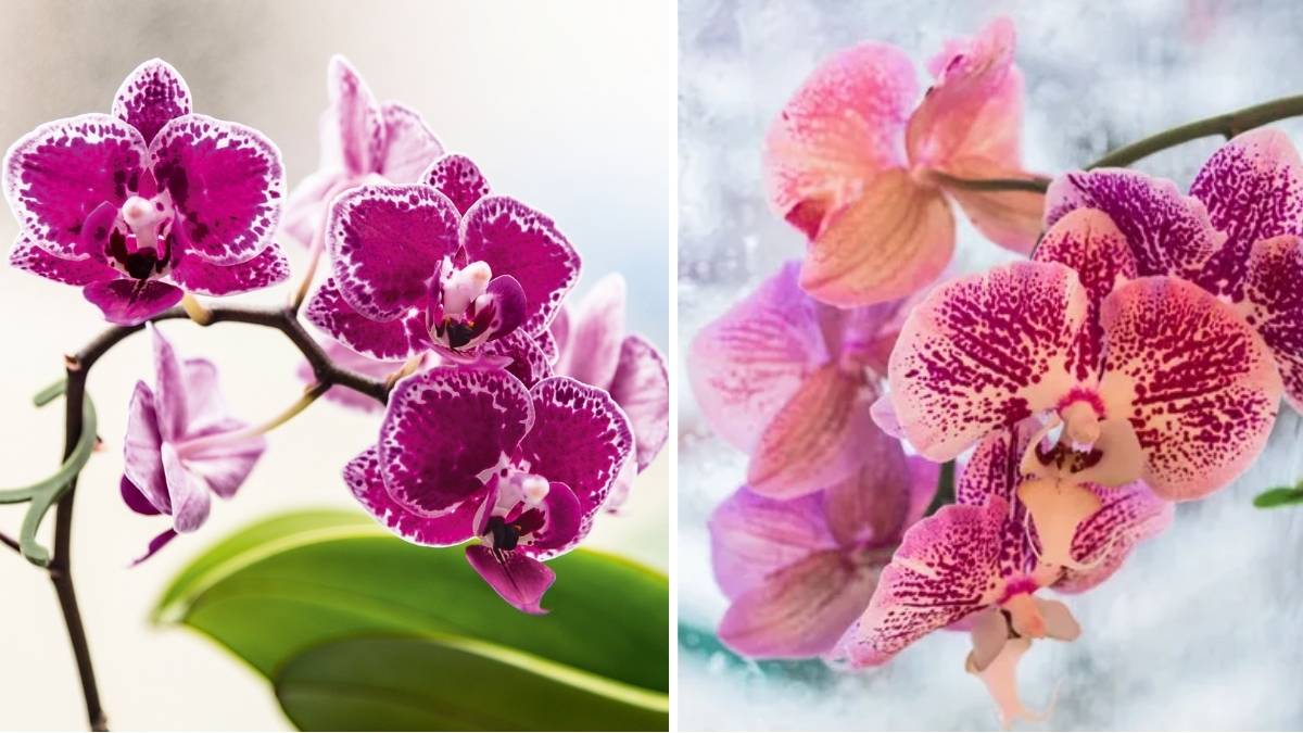 How to Keep Your Orchid Plants Thriving Indoors During the Cold Winter Months