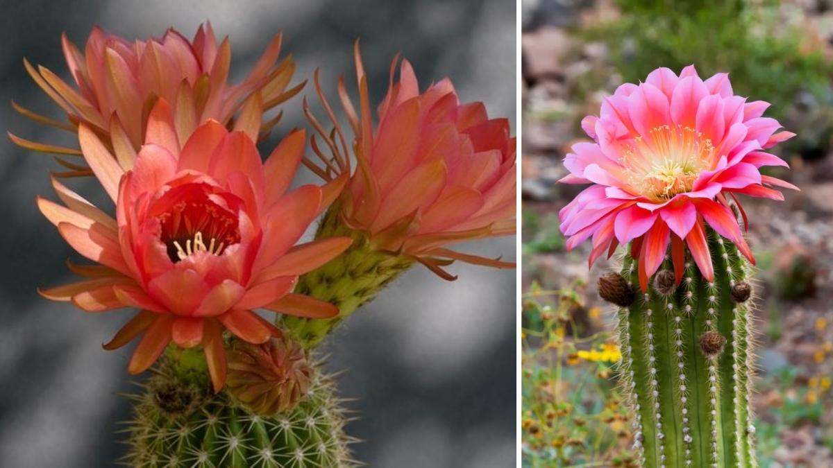 How to Make Your Thanksgiving Cactus Bloom Right on Schedule