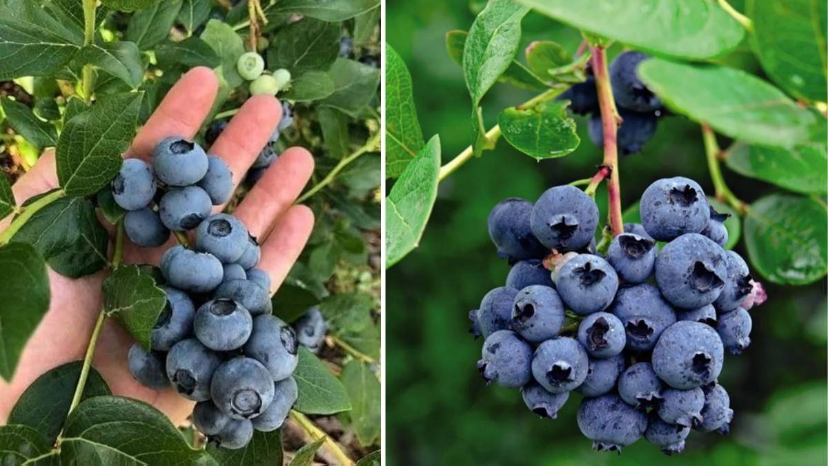 How to Start a Balcony Blueberry Garden with Zero Experience