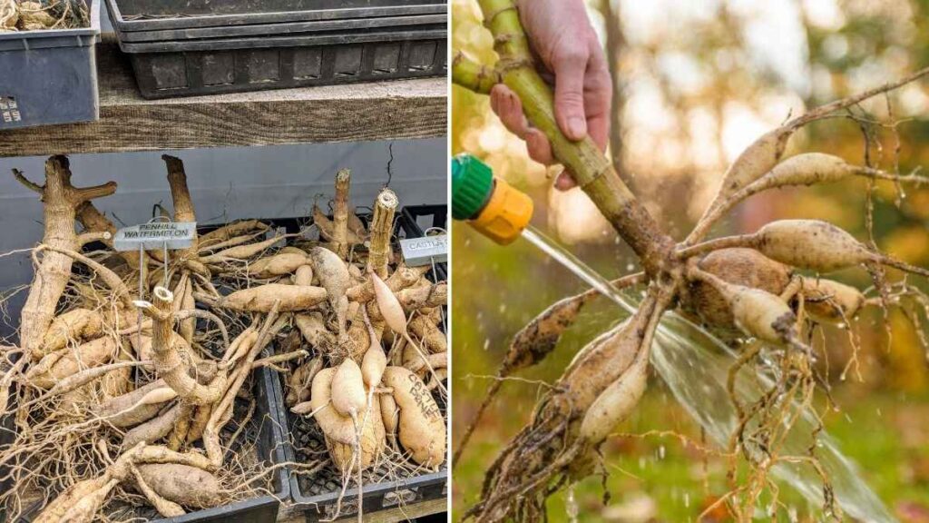 How to Store Dahlia Tubers Over Winter: Step-by-Step Tips