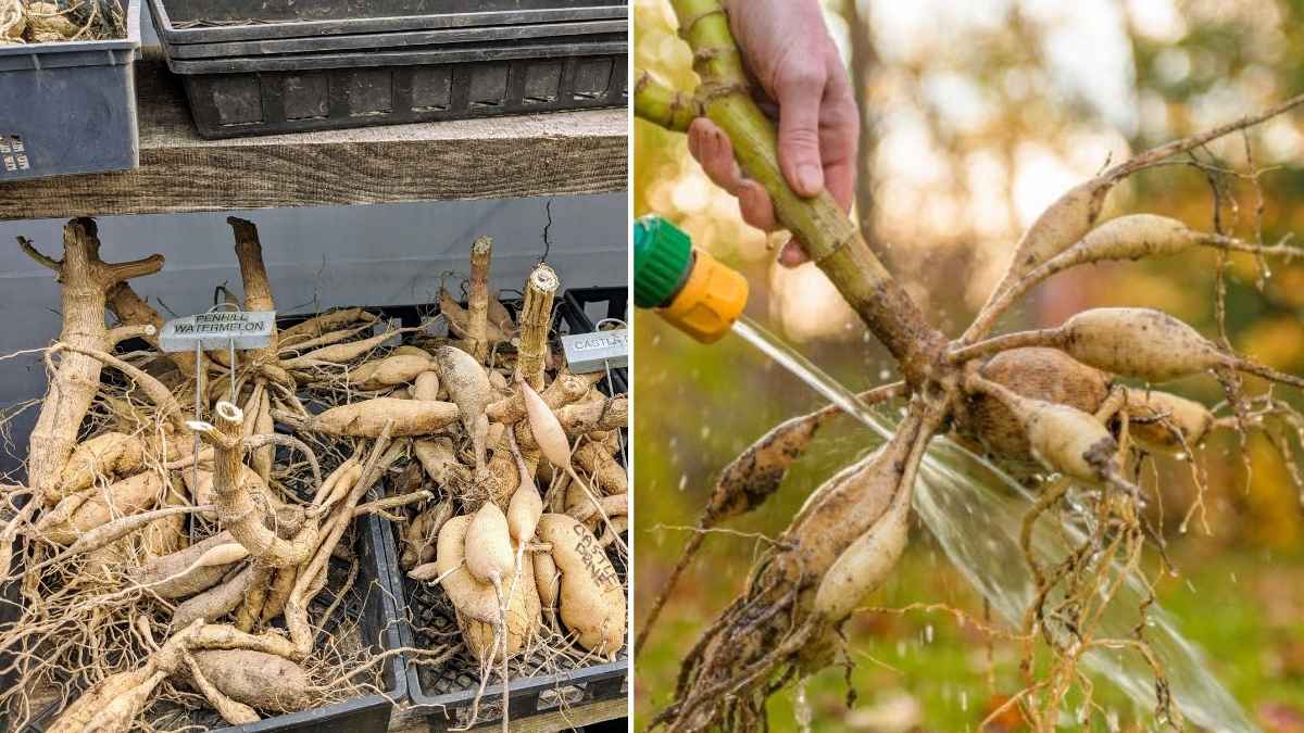 How to Store Dahlia Tubers Over Winter: Step-by-Step Tips
