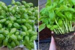 How to Winterize Basil Plants for a Thriving Spring Harvest