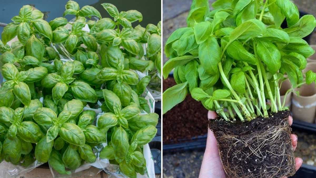 How to Winterize Basil Plants for a Thriving Spring Harvest