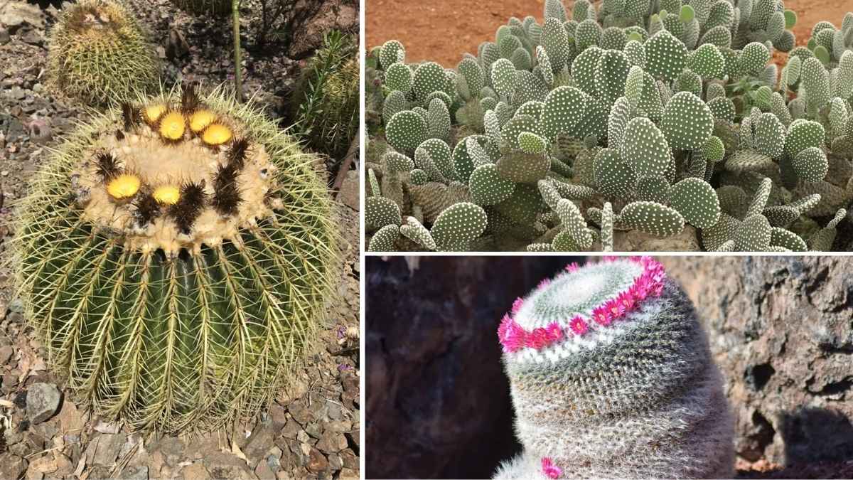 7 Indoor Cactus Varieties Perfect for Balcony Gardens
