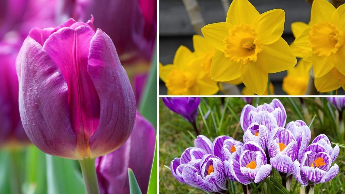 Plant These Flowering Bulbs Now for a Stunning Spring Next Year