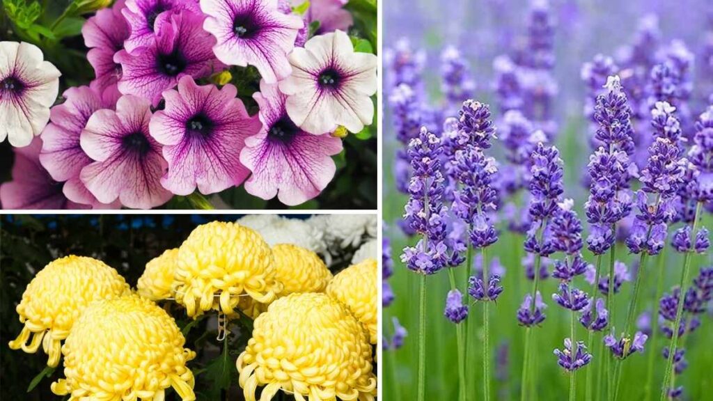 Top 10 Bug-Repelling Plants to Protect Your Garden Naturally