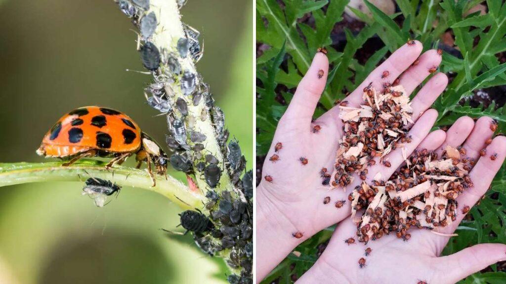 Top 10 Organic Methods to Keep Pests Out of Your Garden