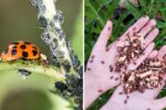 Top 10 Organic Methods to Keep Pests Out of Your Garden
